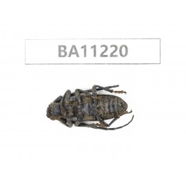 Cerambycidae sp. China, Guizhou, Bijie, Jinsha county.1Pcs. BA11220.