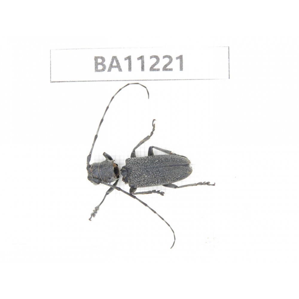 Cerambycidae sp. China, Guizhou, Bijie, Jinsha county.1Pcs. BA11221.