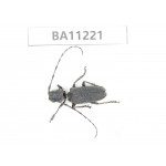 Cerambycidae sp. China, Guizhou, Bijie, Jinsha county.1Pcs. BA11221.
