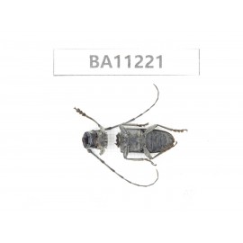 Cerambycidae sp. China, Guizhou, Bijie, Jinsha county.1Pcs. BA11221.