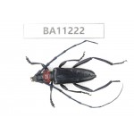 Cerambycidae sp. China, Guizhou, Bijie, Jinsha county.1Pcs. BA11222.