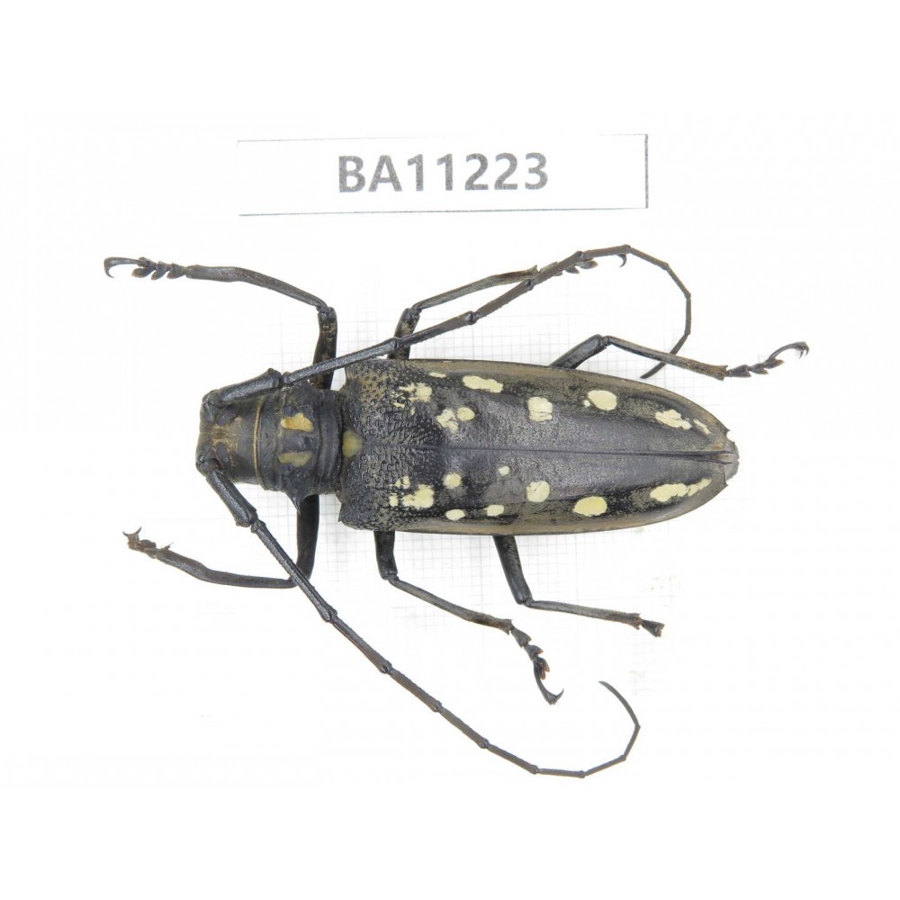 Cerambycidae sp. China, Guizhou, Bijie, Jinsha county.1Pcs. BA11223.