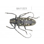 Cerambycidae sp. China, Guizhou, Bijie, Jinsha county.1Pcs. BA11223.