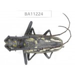 Cerambycidae sp. China, Guizhou, Bijie, Jinsha county.1Pcs. BA11224.