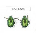 Rutelidae sp. China, Yunnan, Chuxiong, Shuangbai county. 2Pcs. BA11228.