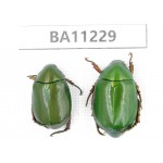 Rutelidae sp. China, Yunnan, Chuxiong, Shuangbai county. 2Pcs. BA11229.