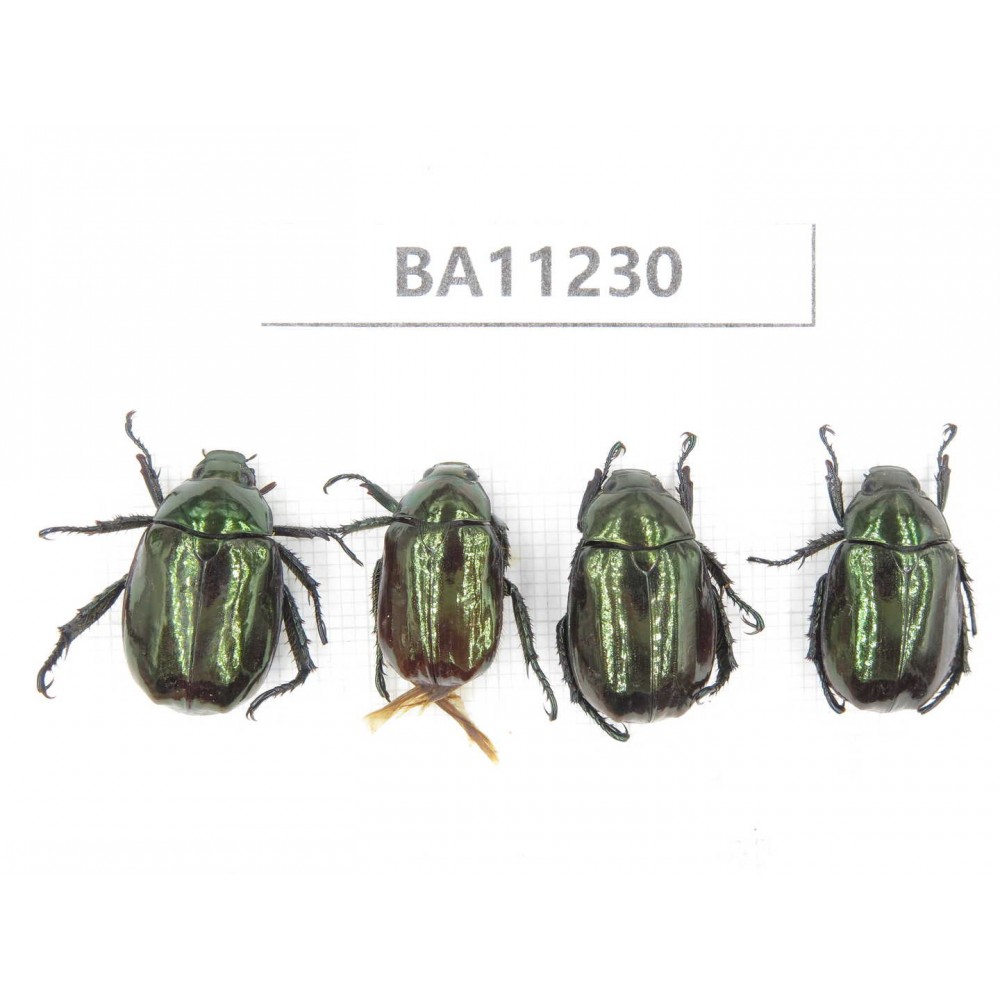 Rutelidae sp. China, Yunnan, Chuxiong, Shuangbai county. 4Pcs. BA11230.