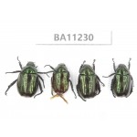 Rutelidae sp. China, Yunnan, Chuxiong, Shuangbai county. 4Pcs. BA11230.