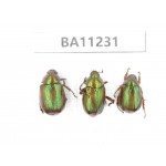 Rutelidae sp. China, Yunnan, Chuxiong, Shuangbai county. 3Pcs. BA11231.