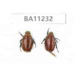 Rutelidae sp. China, Yunnan, Chuxiong, Shuangbai county. 2Pcs. BA11232.