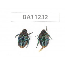 Rutelidae sp. China, Yunnan, Chuxiong, Shuangbai county. 2Pcs. BA11232.