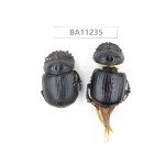 Geotrupidae sp. China, Yunnan, Chuxiong, Shuangbai county. 2Pcs. BA11235.