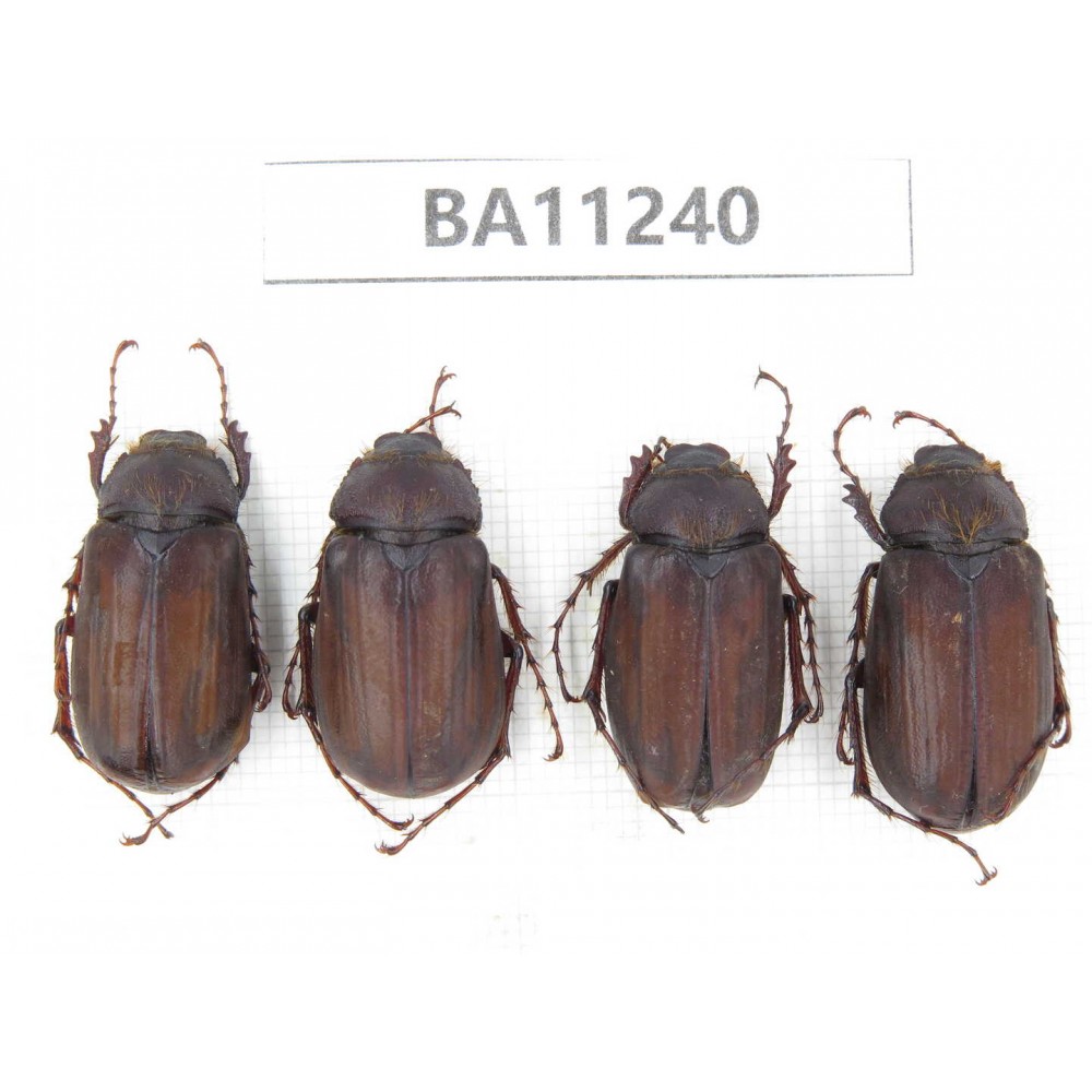 Melolonthidae sp. China, Yunnan, Chuxiong, Shuangbai county. 4Pcs. BA11240.