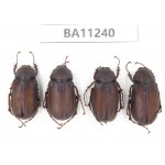 Melolonthidae sp. China, Yunnan, Chuxiong, Shuangbai county. 4Pcs. BA11240.