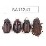 Melolonthidae sp. China, Yunnan, Chuxiong, Shuangbai county. 4Pcs. BA11241.