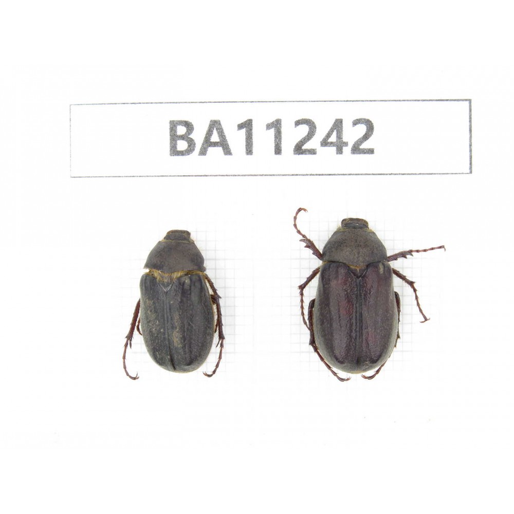 Melolonthidae sp. China, Yunnan, Chuxiong, Shuangbai county. 2Pcs. BA11242.
