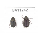 Melolonthidae sp. China, Yunnan, Chuxiong, Shuangbai county. 2Pcs. BA11242.