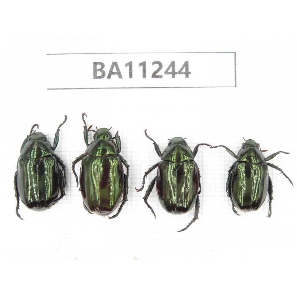 Rutelidae sp. China, Yunnan, Lijiang, S of Mt.Yunling. 4Pcs. BA11244.