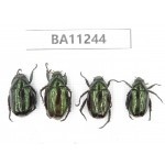 Rutelidae sp. China, Yunnan, Lijiang, S of Mt.Yunling. 4Pcs. BA11244.