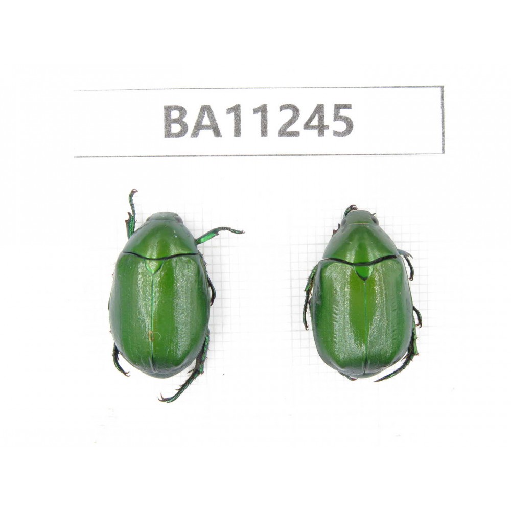Rutelidae sp. China, Yunnan, Lijiang, S of Mt.Yunling. 2Pcs. BA11245.