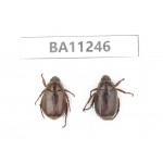 Rutelidae sp. China, Yunnan, Lijiang, S of Mt.Yunling. 2Pcs. BA11246.