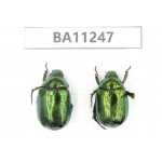 Rutelidae sp. China, Yunnan, Lijiang, S of Mt.Yunling. 2Pcs. BA11247.