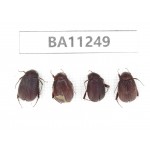 Melolonthidae sp. China, Yunnan, Lijiang, S of Mt.Yunling. 4Pcs. BA11249.