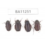 Melolonthidae sp. China, Yunnan, Lijiang, S of Mt.Yunling. 4Pcs. BA11251.