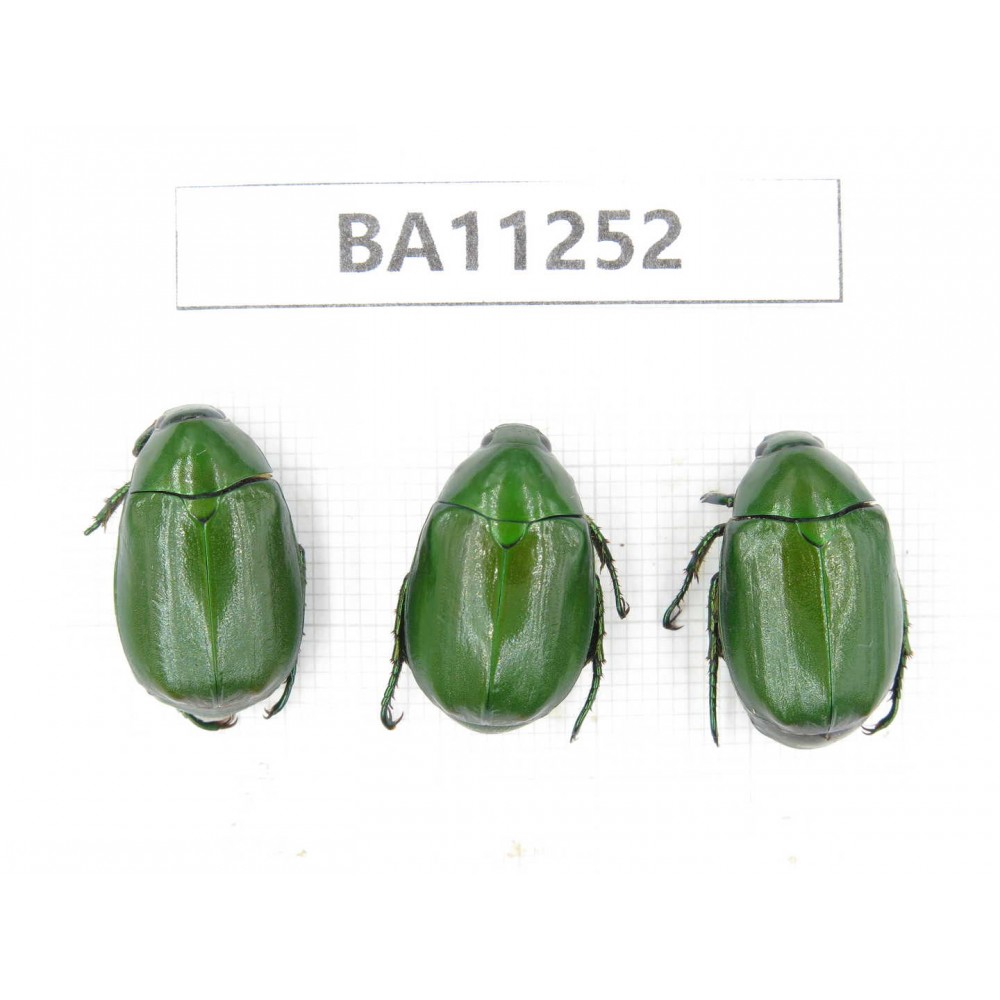 Rutelidae sp. China, Yunnan, Dali, Mt.Cangshan. 3Pcs. BA11252.