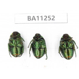 Rutelidae sp. China, Yunnan, Dali, Mt.Cangshan. 3Pcs. BA11252.