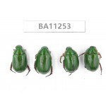 Rutelidae sp. China, Yunnan, Dali, Mt.Cangshan. 4Pcs. BA11253.