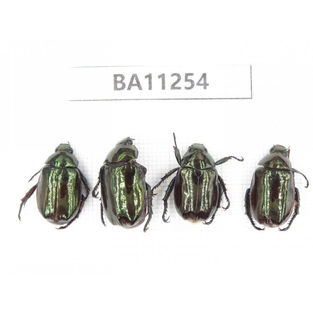 Rutelidae sp. China, Yunnan, Dali, Mt.Cangshan. 4Pcs. BA11254.