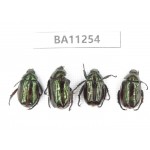 Rutelidae sp. China, Yunnan, Dali, Mt.Cangshan. 4Pcs. BA11254.