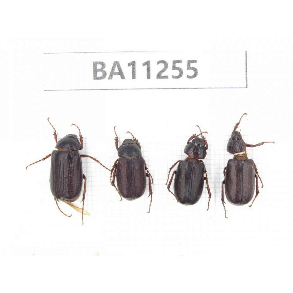Melolonthidae sp. China, Yunnan, Dali, Mt.Cangshan. 4Pcs. BA11255.