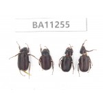 Melolonthidae sp. China, Yunnan, Dali, Mt.Cangshan. 4Pcs. BA11255.