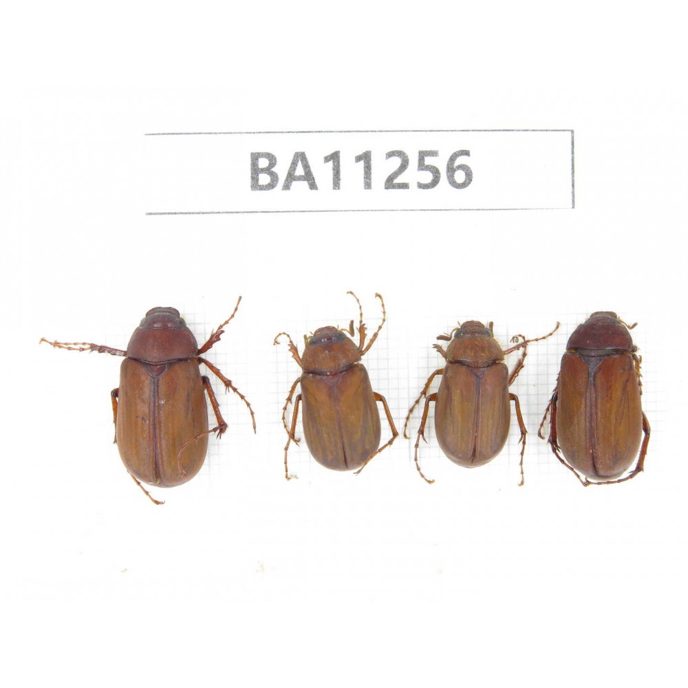 Melolonthidae sp. China, Yunnan, Dali, Mt.Cangshan. 4Pcs. BA11256.