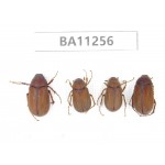 Melolonthidae sp. China, Yunnan, Dali, Mt.Cangshan. 4Pcs. BA11256.