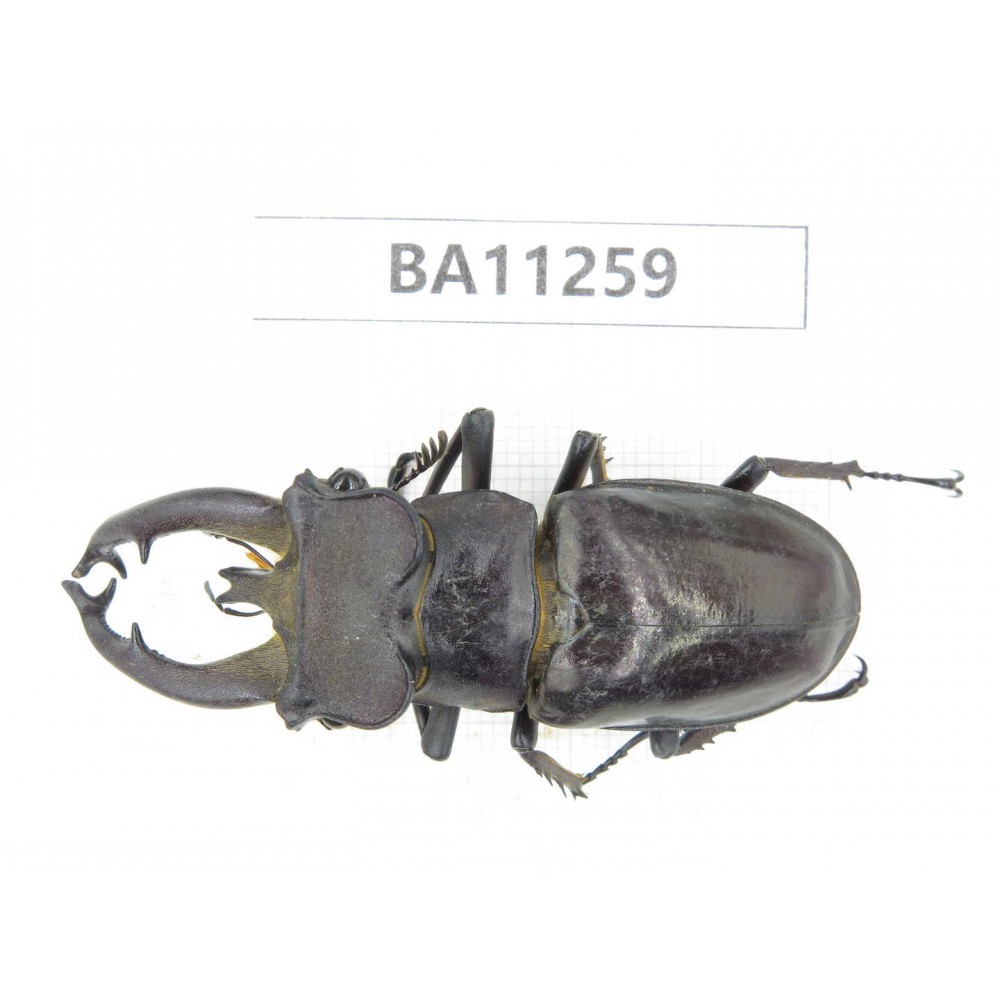 Lucanus fryi. China, Yunnan, Dali, Mt.Cangshan. 1M. BA11259.