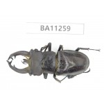 Lucanus fryi. China, Yunnan, Dali, Mt.Cangshan. 1M. BA11259.