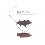 Cerambycidae sp. China,  Yunnan, Chuxiong, Shuangbai county. 1P. BA11262.