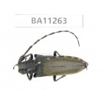 Cerambycidae sp. China,  Yunnan, Chuxiong, Shuangbai county. 1Pcs. BA11263.