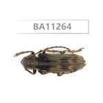 Cerambycidae sp. China,  Yunnan, Chuxiong, Shuangbai county. 1Pcs. BA11264.