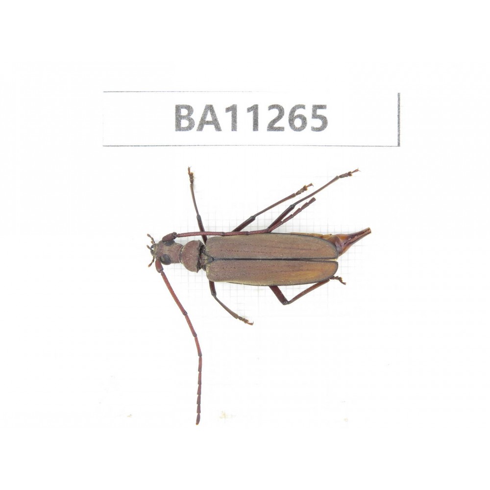 Cerambycidae sp. China,  Yunnan, Chuxiong, Shuangbai county. 1Pcs. BA11265.