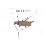 Cerambycidae sp. China,  Yunnan, Chuxiong, Shuangbai county. 1Pcs. BA11265.
