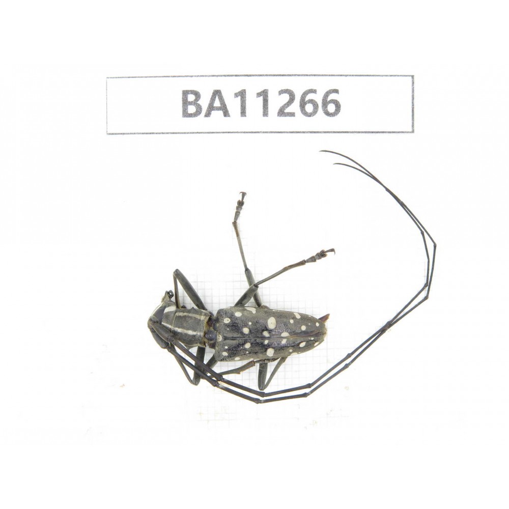 Cerambycidae sp. China,  Yunnan, Chuxiong, Shuangbai county. 1Pcs. BA11266.