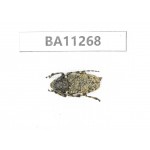 Cerambycidae sp. China,  Yunnan, Chuxiong, Shuangbai county. 1Pcs. BA11268.
