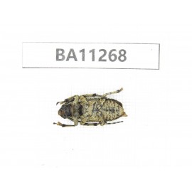 Cerambycidae sp. China,  Yunnan, Chuxiong, Shuangbai county. 1Pcs. BA11268.