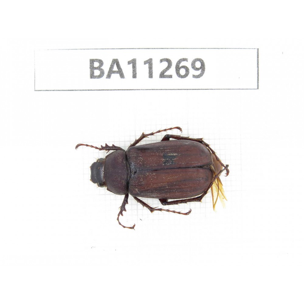 Melolonthidae sp. China, Yunnan, Chuxiong, Shuangbai county. 1Pcs. BA11269.