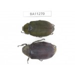 Melolonthidae sp. China, Yunnan, Chuxiong, Shuangbai county. 2Pcs. BA11270.