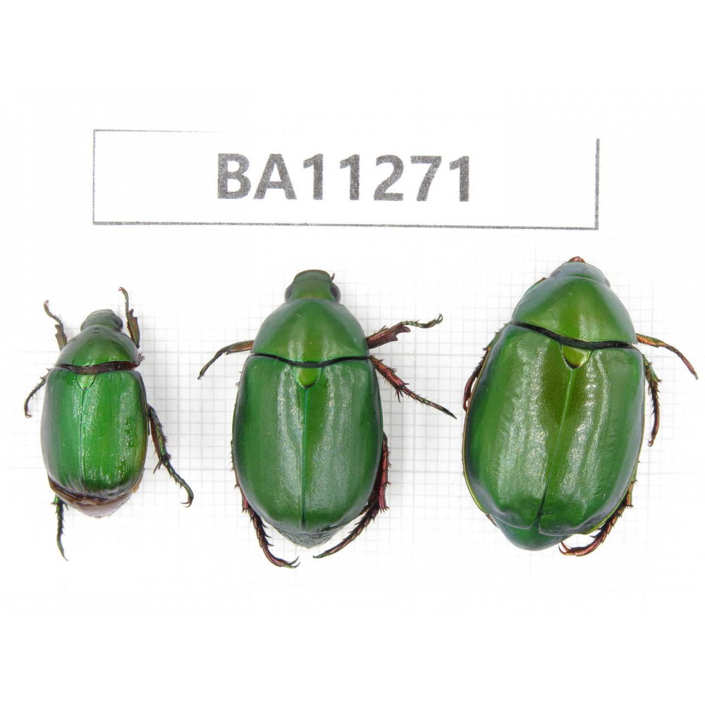 Rutelidae sp. China, Yunnan, Chuxiong, Shuangbai county. 3Pcs. BA11271.